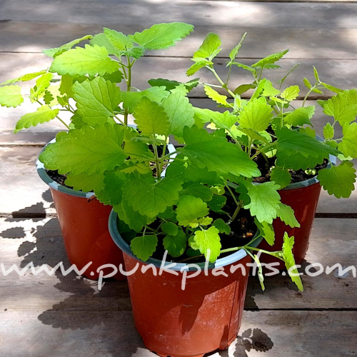 Menta Gatera - Nepeta cataria