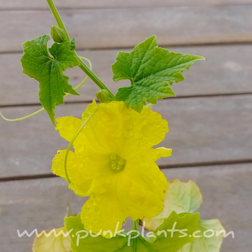 Luffa cylinddrica