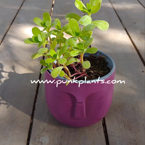 Verdolaga - Portulaca oleracea