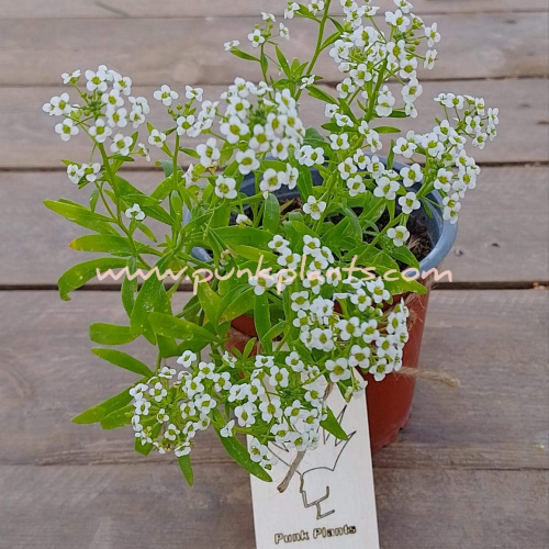 Lobularia maritma