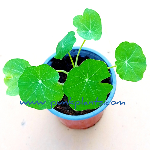 Capuchina en maceta