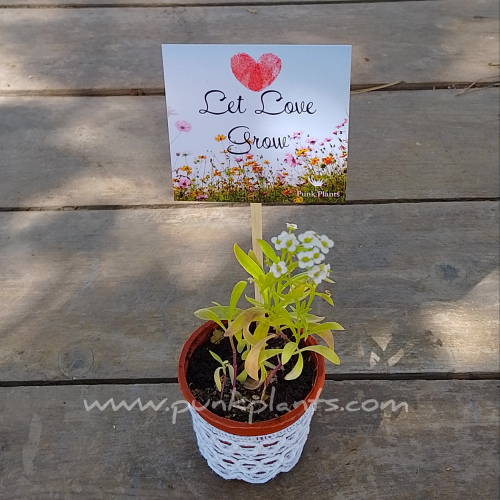 10 Mini macetas de flores decoradas