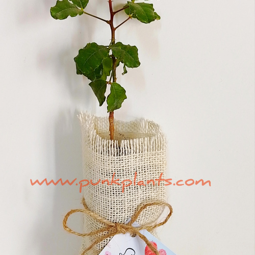 Arbolito decorado para recuerdo