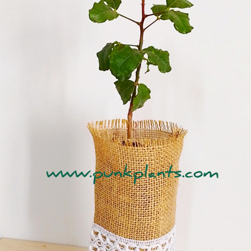 Arbolito decorado para regalo
